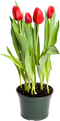 A potted plant of tulips
