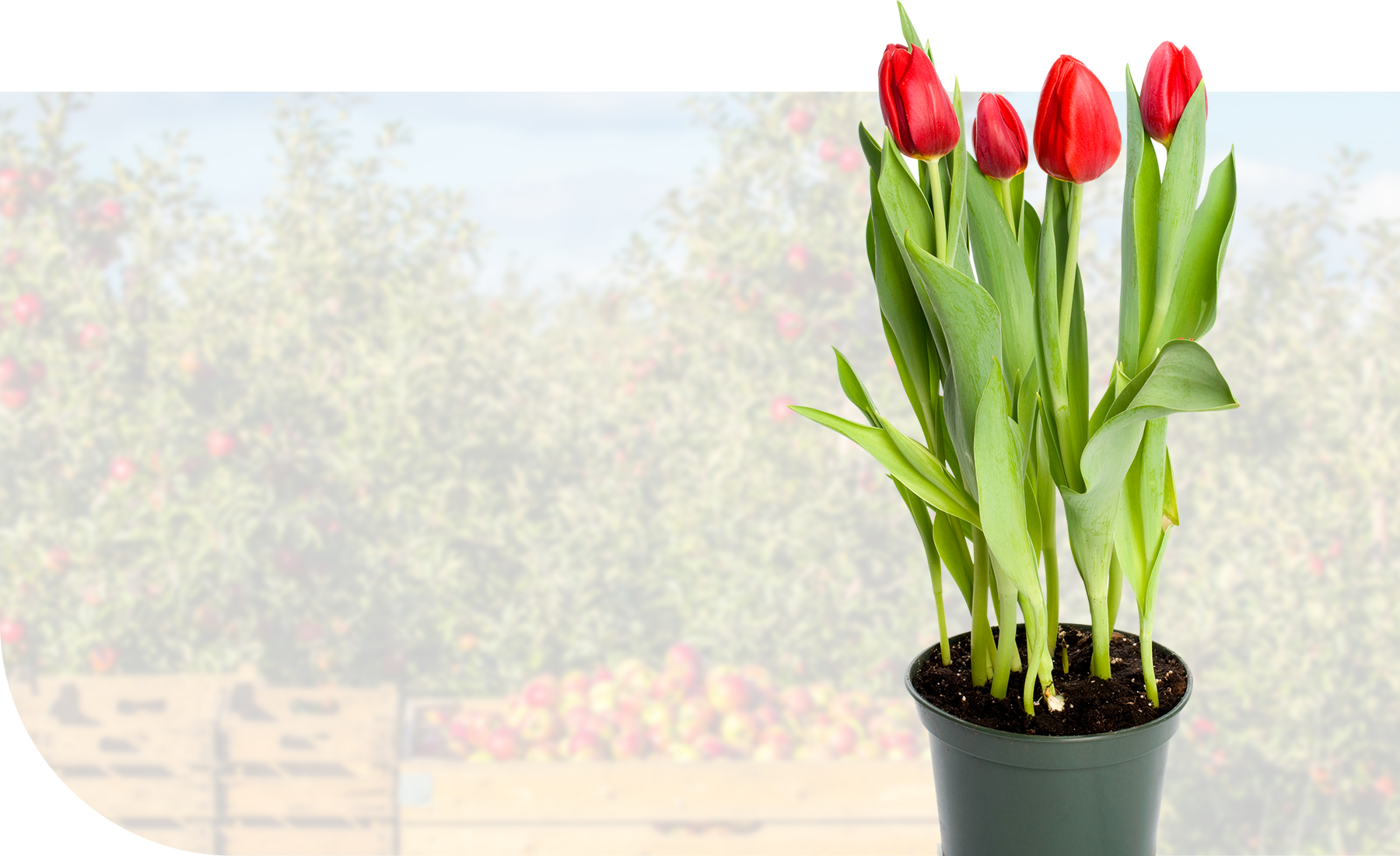 A potted plant of tulips, with crates of apples in the background.